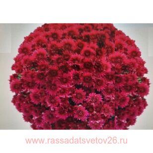 Хризантема мультифлора Cur de Violettet 85