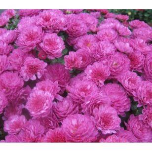 Хризантема мультифлора Gigi Dark Pink 61
