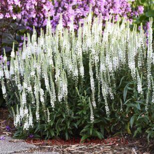 Вероника Фест Леди (First Lady) 4