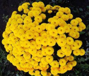 Хризантема мультифлора Gigi YELLOW 70