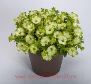 Петуния RAY Pistachio Cream 76-1