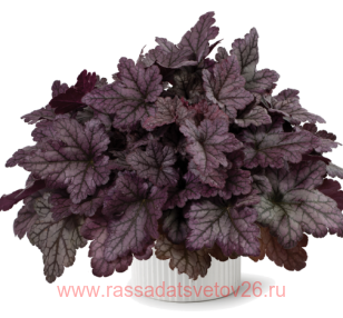 Гейхера Purple Rain Forest Improved 118