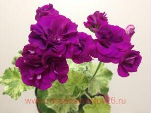 Пеларгония плющелистная Variegated Giroflee