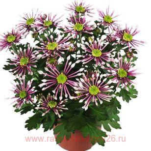 Хризантема Сплеш Лайтинг 16к