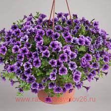 Петуния Littletunia Blue Vein 175