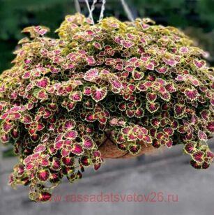 Колеус ампельный Great Falls Angel 115