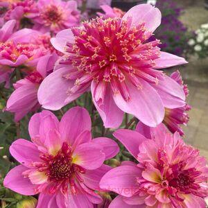 Георгин DALAYA MAXI PINK STARBURST 13