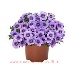 Калибрахоа Bloomtastic Blue Sky 51