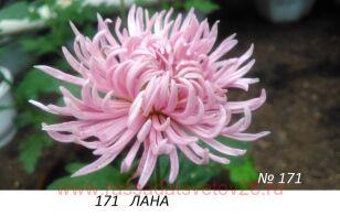 Хризантема Лана 52к