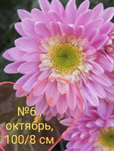 Хризантема Нежность 87к