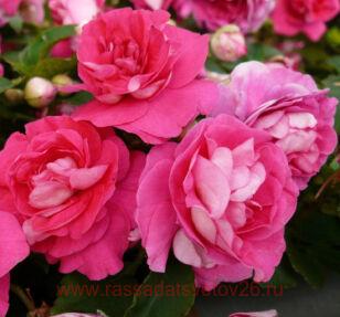 Бальзамин Musica Pink Aroma 9