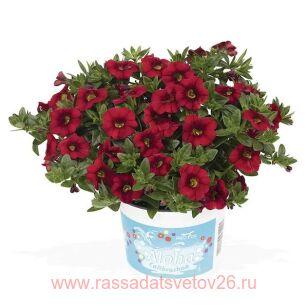 Калибрахоа Aloha Kona Dark Red 72