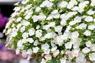 Калибрахоа Aloha Double White