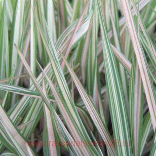 Фалярис тростниковый Feesey's Form 24