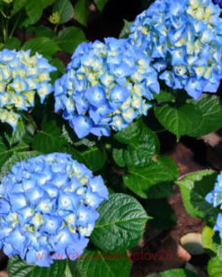Гортензия крупнолистная Marine Blue 53