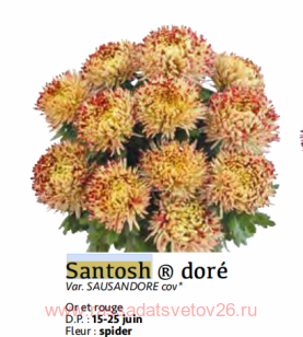 ���������� ������� Santosh dore 35
