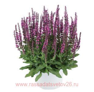 Шалфей (Сальвия) Apex Pink 15