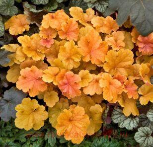 Гейхера Christa 201