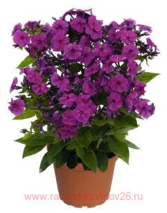 ����� ����������� Flame� Pro Purple 2