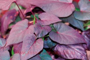 ������ Black heart sweet potato vine 7