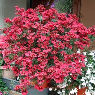 Диасция ELFJES XXL Rose 7