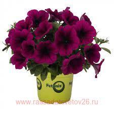 Петуния Potunia® Purple 54-1
