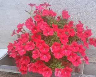 ������� VERANDA Scarlet Impr. 71