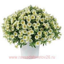 ПЕТУНИЯ LITTLETUNIA BUTTERCREAM 86