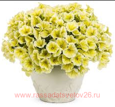 ������� VERANDA Yellow 34