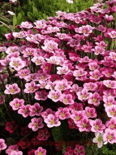 ���������� ������� Peter Pan 20