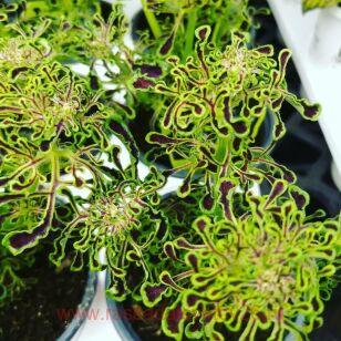 Колеус Sea weed 38