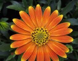 Остеоспермум Flower Power Magic Orange 55