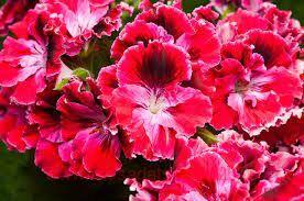 Королевская пеларгонии Elegance Red Velvet 41