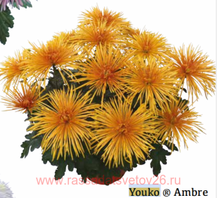 ���������� ������� YOUKO Ambre37