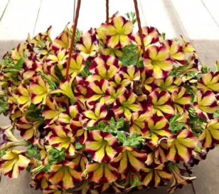 петуния Amore Fiesta Yellow Violet