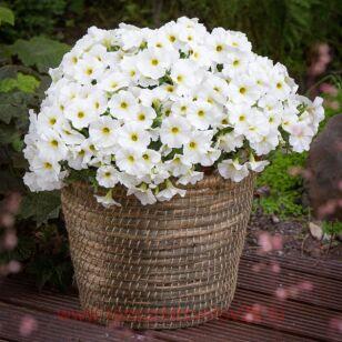 Петуния BeautiCal™ Pearle Whit 3