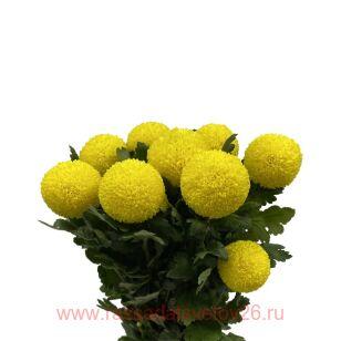 Хризантема Пинг Понг Голден 2г