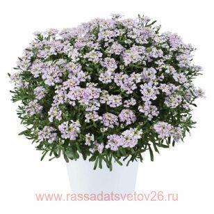 Иберис	First Flush Lavender 7
