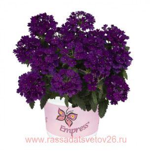 Вербена Empress Flair Blue 24