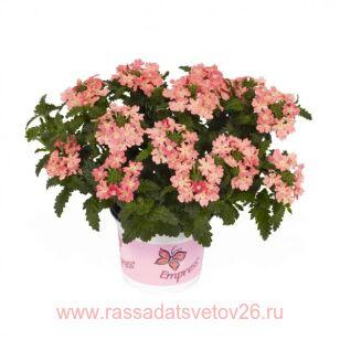 Вербена Empress Flair Peach 20
