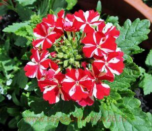 Вербена Empress Flair Red Star 14