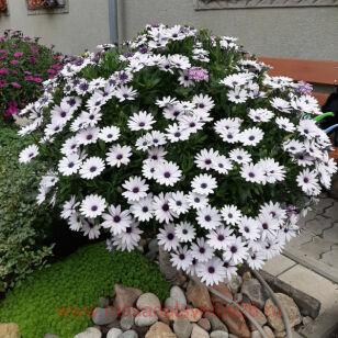 Остеоспермум ампельный Osticade White 8