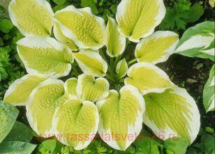 Хоста Delta Dawn 73