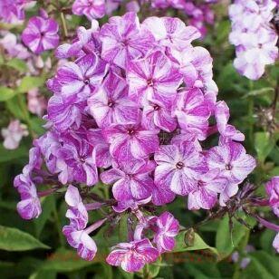 Флокс Пурпл Шейдс (Purple Shades) 68