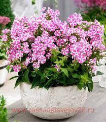     (Bambini Candy Crush) 58