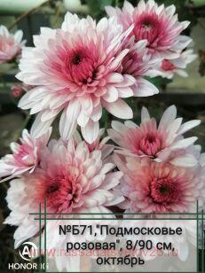 Хризантема Подмосковье 78к