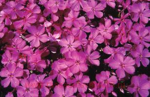 Флокс шиловидный Emerald Pink 19