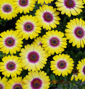 Остеоспремум Flower Power Tropic Sun 59