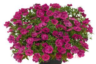 ���������� UNIQUE Double Pink 40