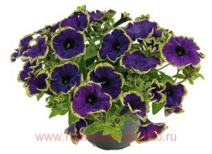 Петуния Pizzazz Indigo 121